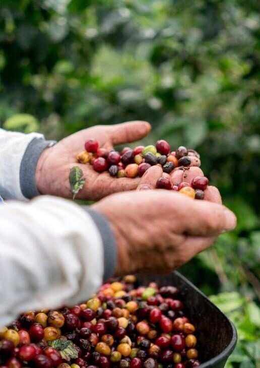 Spot howler monkeys in Tayrona National Park, take a sunset hike in Sierra Nevada de Santa Marta or learn how coffee is made in the Coffee Triangle