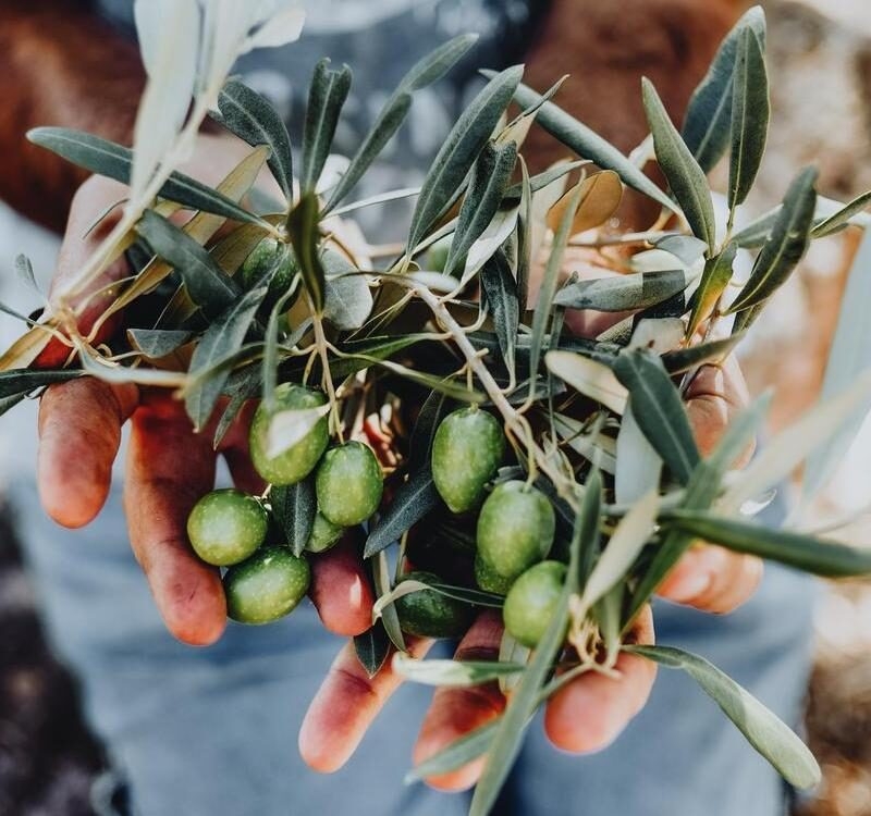 Luxury European Tours - Harvested fresh olives in the hands of farmer in Greece.