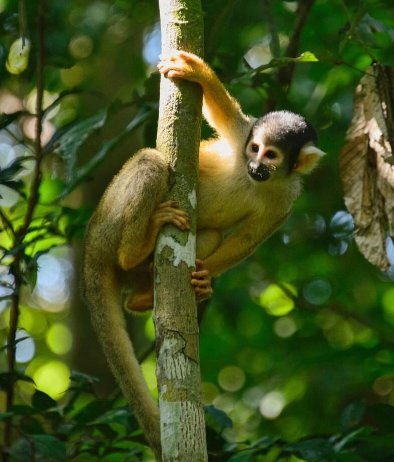 Luxury Peru Tours - Squirrel monkey on a tree branch in Tambopata in the Peruvian Amazon