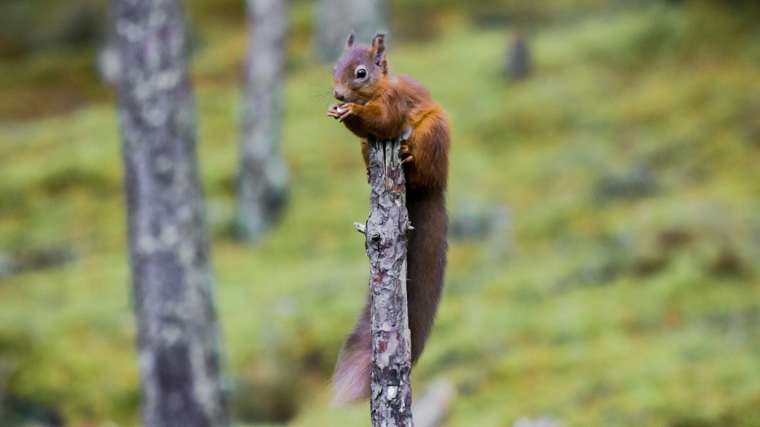 Squirrel at Cairngorms National Park Scotland