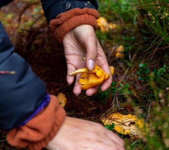 Foraged chanterelle mushrooms in Scotland