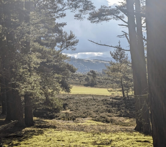 Forest Scotland