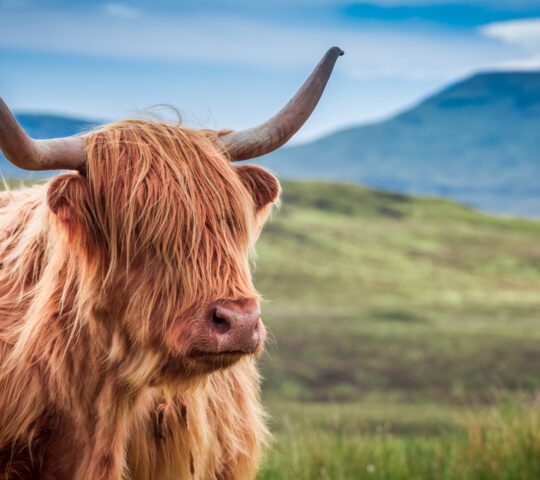 Furry highland cow in Isle of Skye, Scotland
