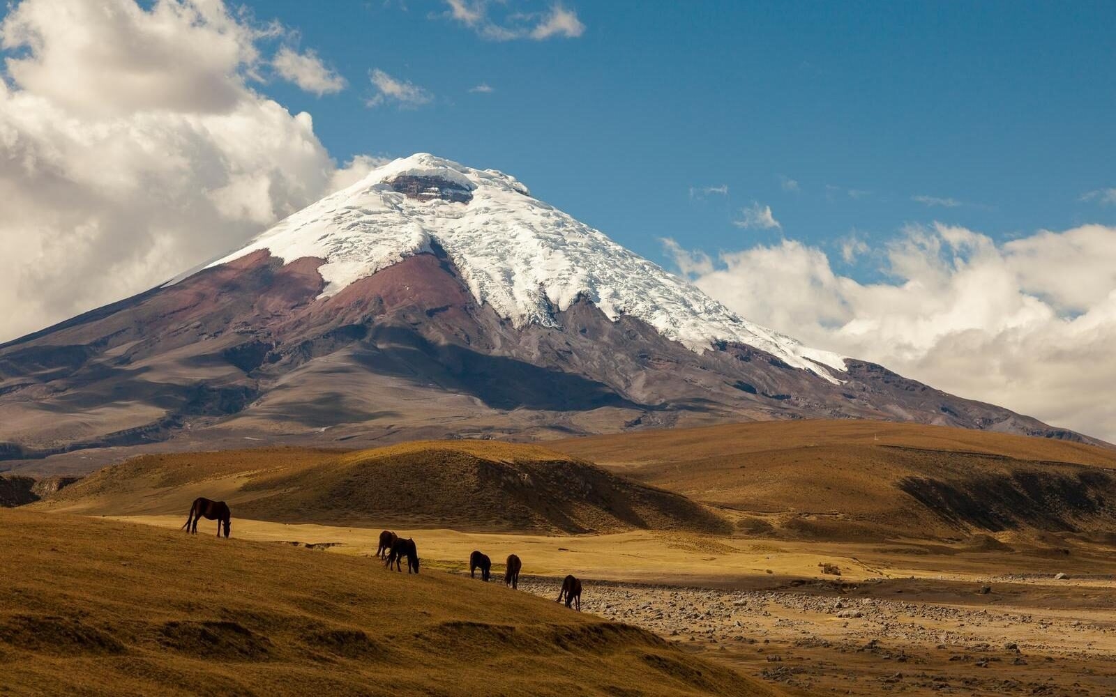 Wild horses grazing beneath Ecuador’s Cotopaxi volcano, one of the country’s most renowned Andean landscapes.