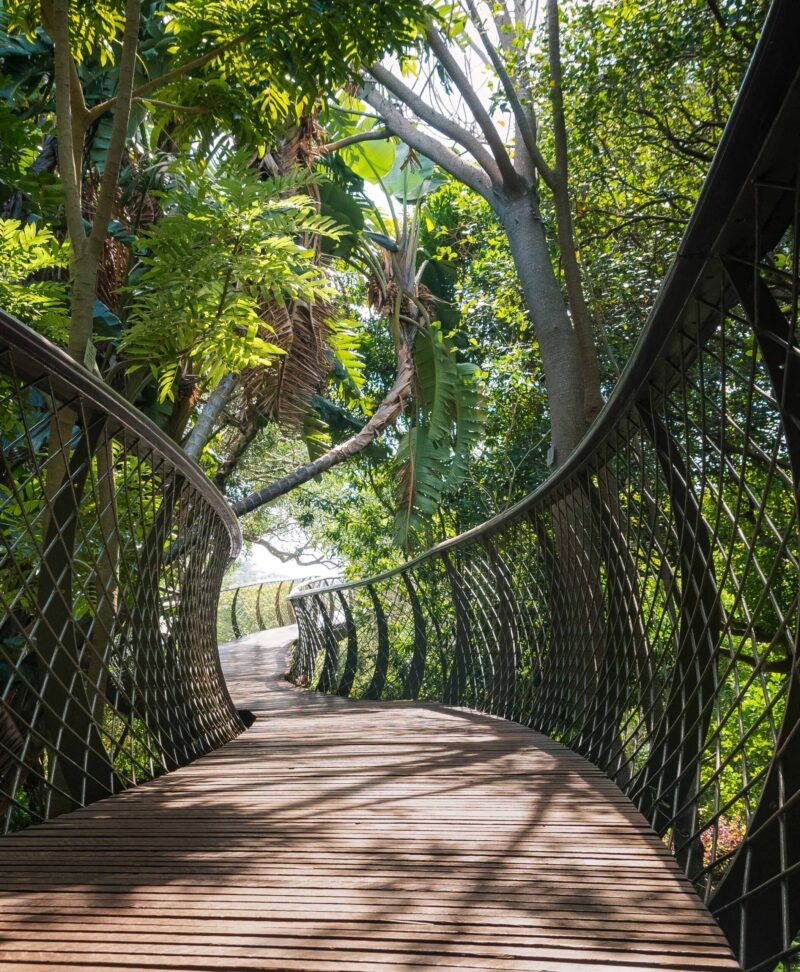 Follow the Boomslang suspension bridge at Kirstenbosch in Cape Town.