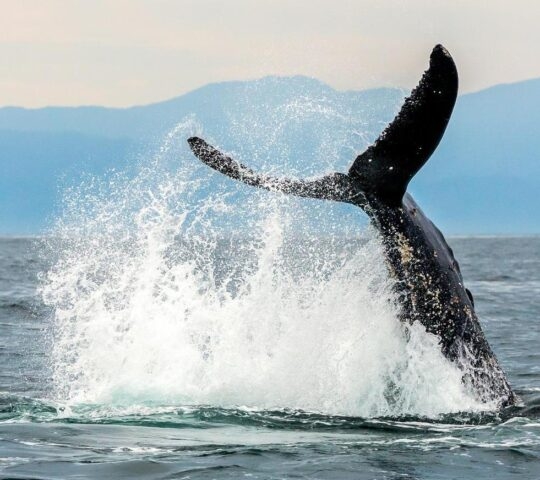 A whale breaching off the coast of Punta Mita in Mexico.
