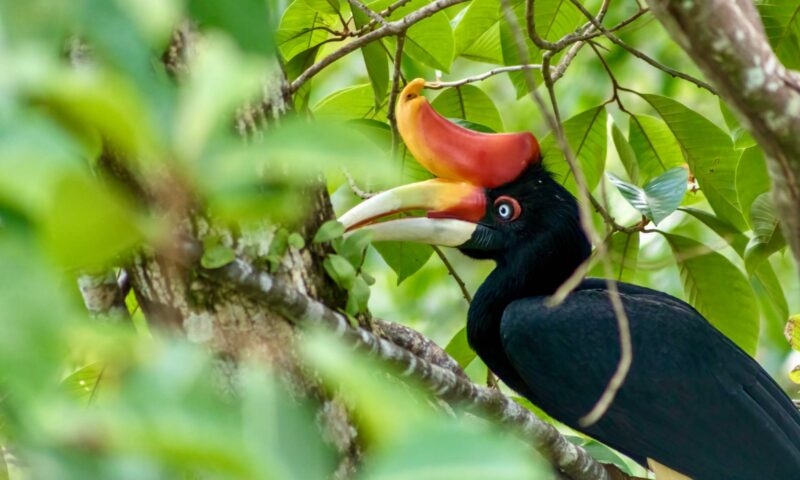 A close-up of a rhinoceros hornbill perched on a tree branch at the Rainforest Discovery Centre in Sandakan, Borneo.