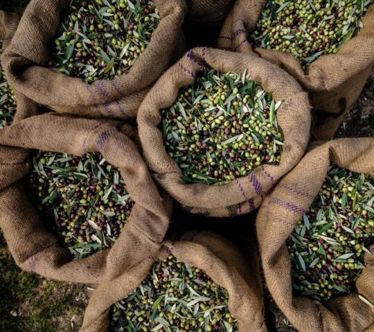 Aerial vie of freshly harvested olives in sacks
