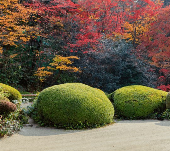 The Shisendo temple gardens in autumn in Japan.