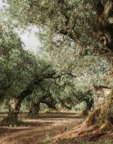 A Journey through Time and Tradition in Greece
