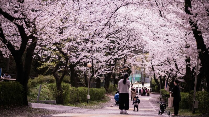 family trip cherry blossoms South Korea