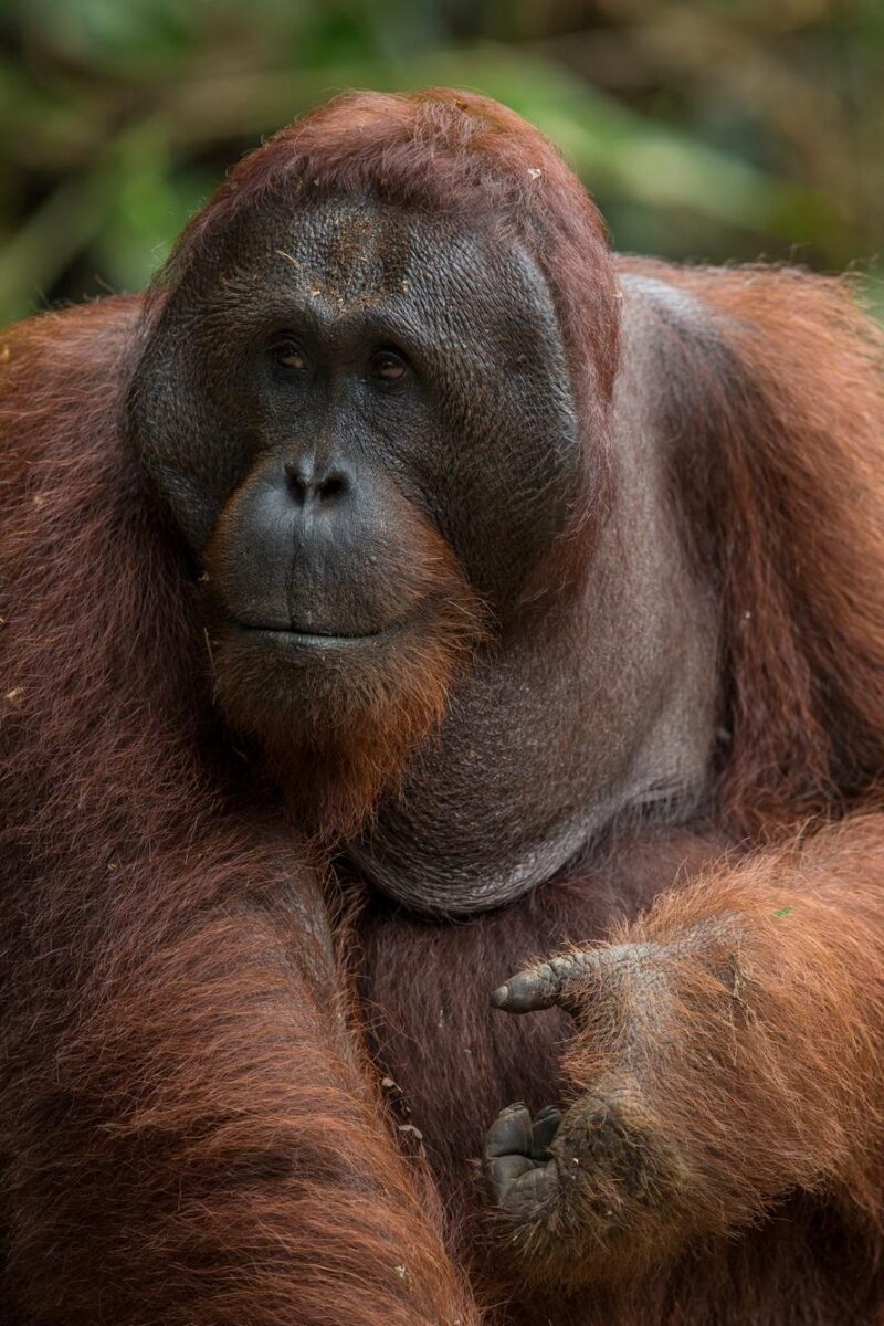 A close-up of an orangutan in Borneo.