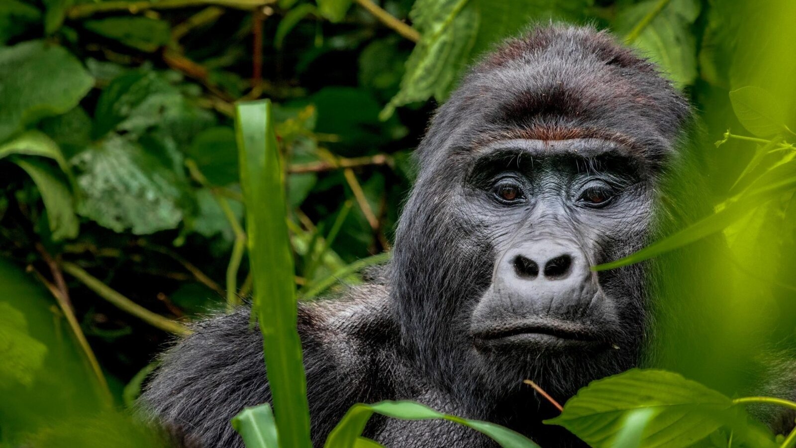 tracking gorillas in Rwanda family triip