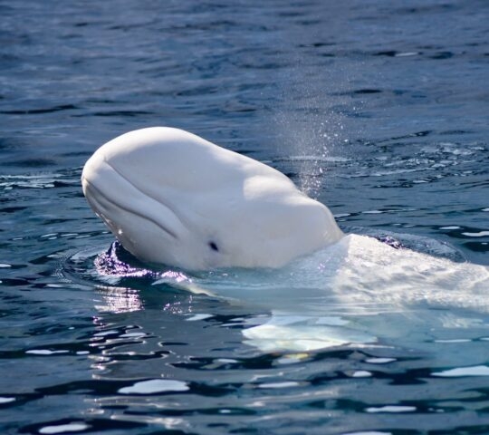 A beluga whale popping its head out of the water