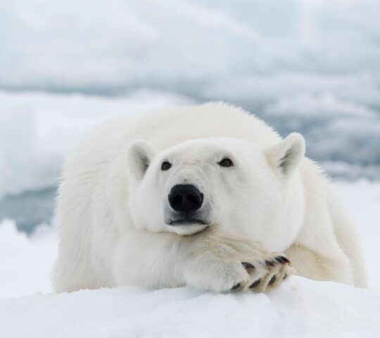 A close-up of a polar bear on ice.