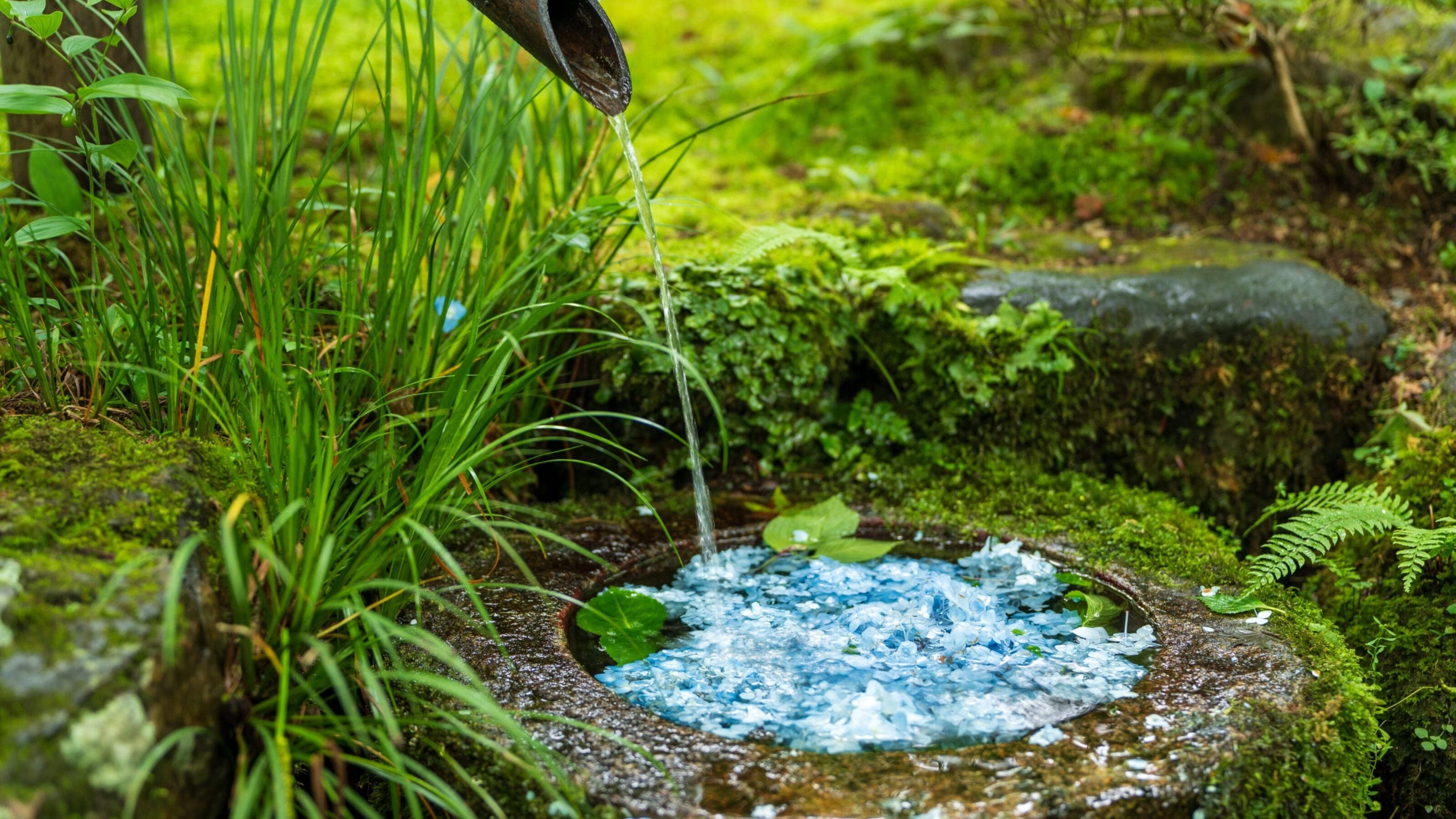 Mossy Chozubachi Hanachozu (Flower Water Basin) with Hydrangea Petals at Sanzen-in Temple Ajisai-en, Ohara, Kyoto, Japan