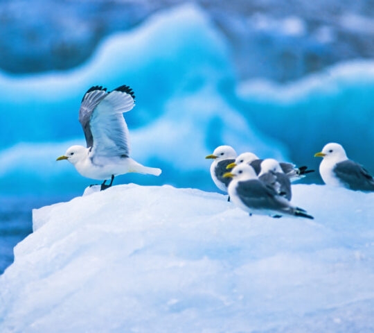 A group of kittiwake birds perched on an ice floe.