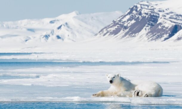 Ten days of Arctic wonder and wildlife