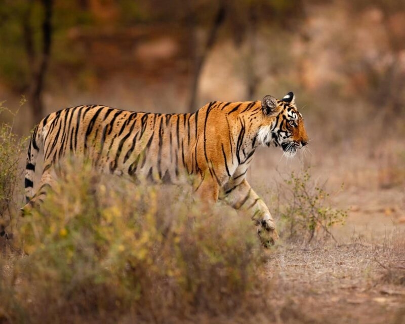 A tiger strolling through greenery in Ranthambore national park, India