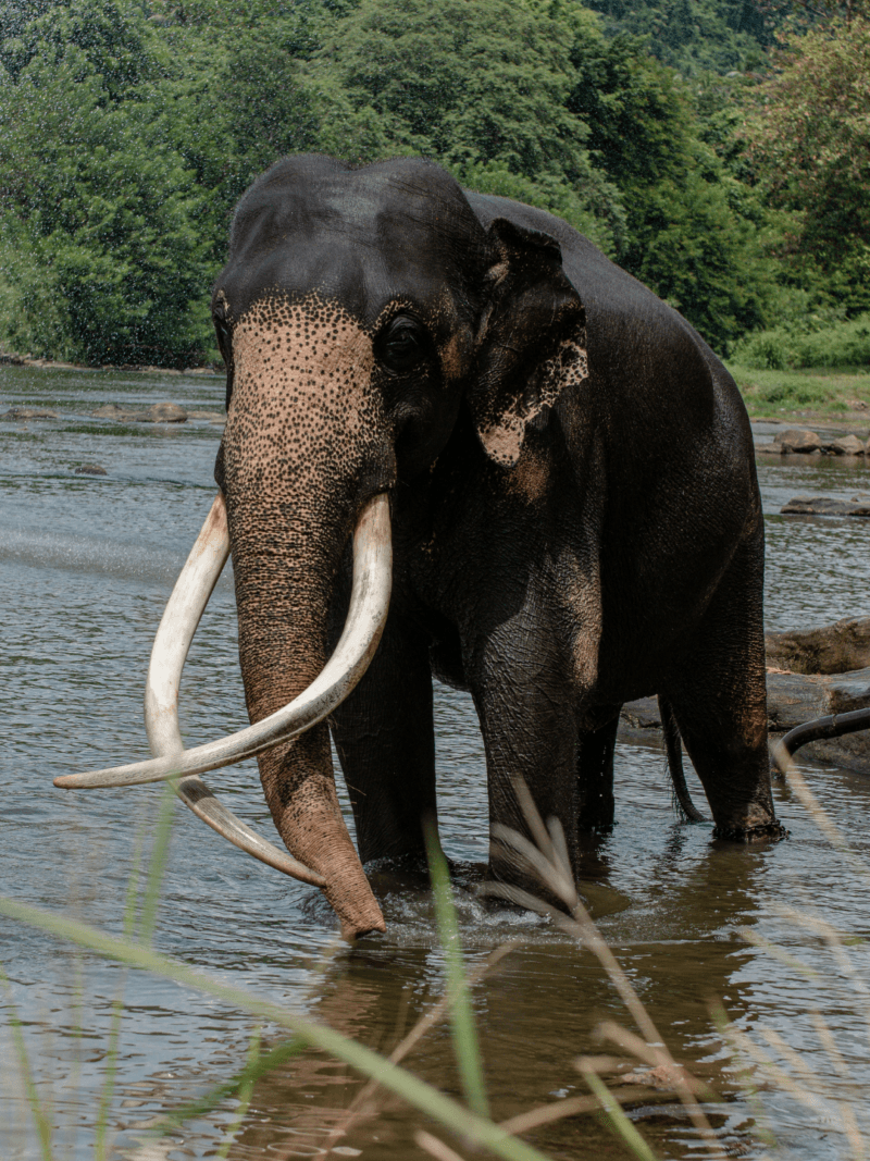 Close-up of a wild elephant in its natural habitat, showcasing the unique biodiversity and high-end nature experiences available in Sri Lanka.