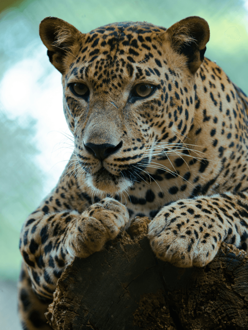 A rare Sri Lankan leopard resting on a granite outcrop in Yala National Park, a centerpiece of an exclusive luxury safari.