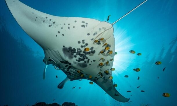 The underside of a large manta ray swimming in blue water with small yellow fish and sun rays in the background.