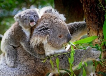 Australia thumbnail