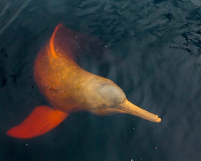 A pink amazon river dolphin swimming just beneath the surface of the water
