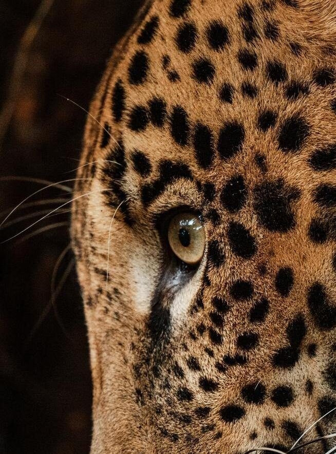 Close-up of a leopard's eye and spotted facial markings during luxury Family vacations.