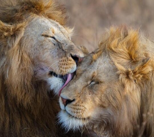 Two lions grooming eachother.