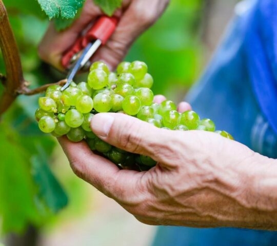 A person clipping grapes from a grapevine.