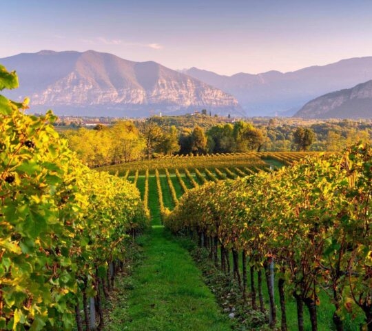 Vineyards at Franciacorta in Italy.