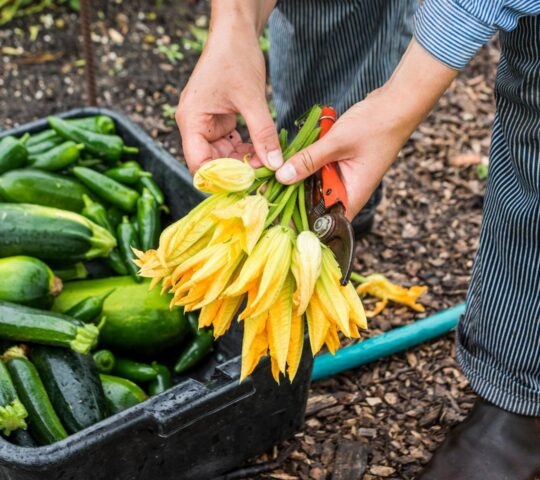 farmer harvesting zucchini blossoms