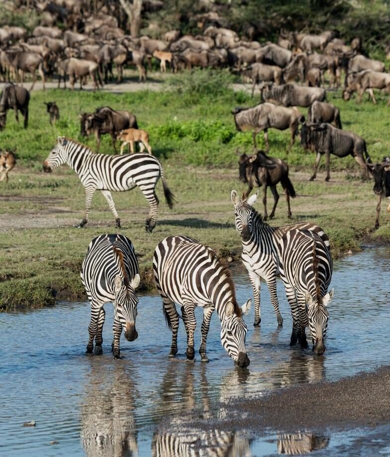 Zebra and wildebeest sightings in Singita Grumeti and Mwiba Wildlife Reserve, Tanzania.
