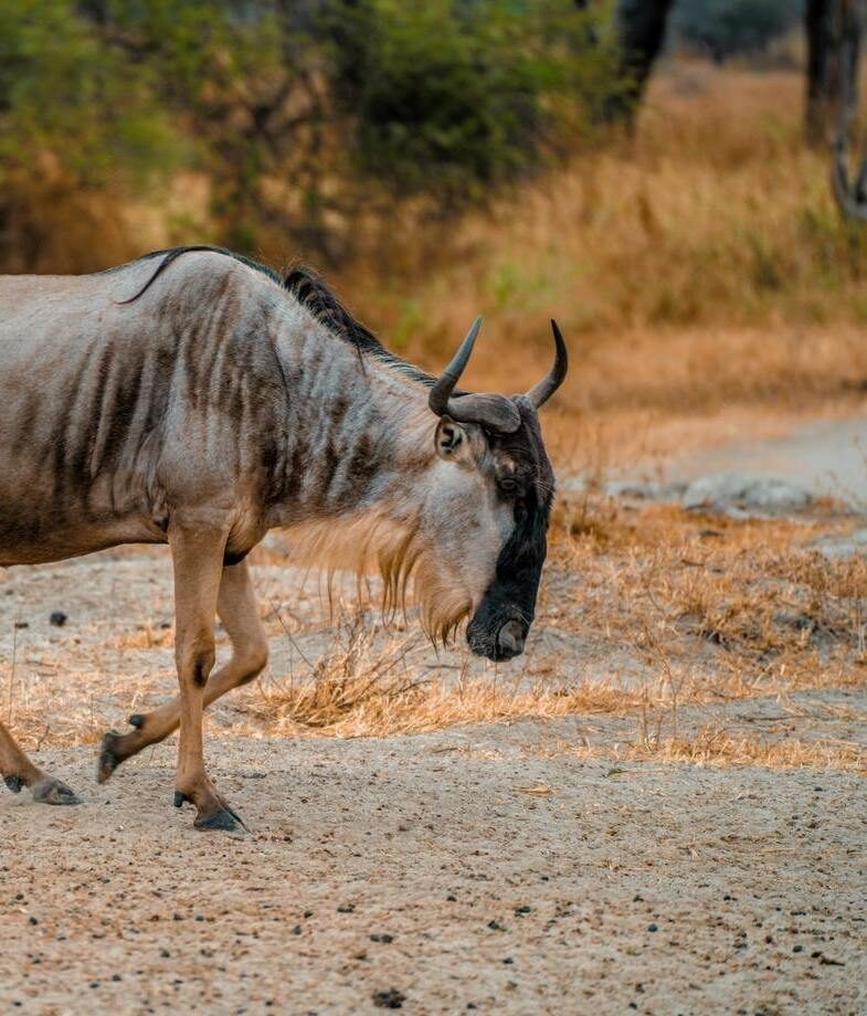 Zebra and wildebeest sightings in Singita Grumeti and Mwiba Wildlife Reserve, Tanzania.
