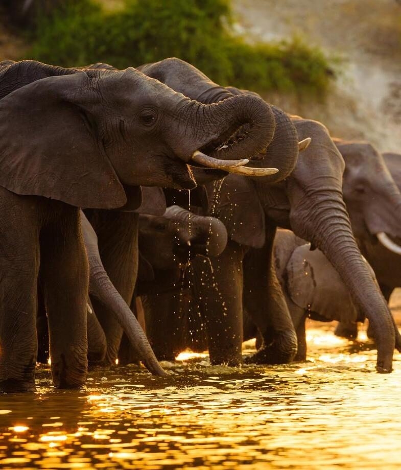 Elephants gathered on the Chobe River in Chobe National Park