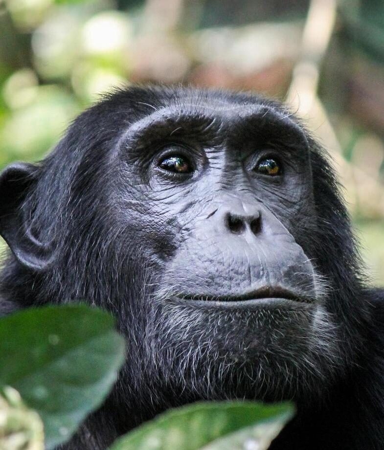 Hippopotamus drifting through golden waters in Ruaha National Park, and a chimpanzee spotted during trekking in the remote Mahale Mountains.
