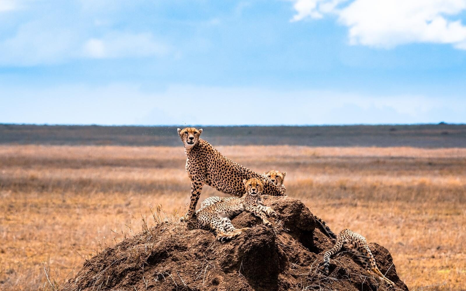 A cheetah family lounging on a kopje in Serengeti National Park, keeping watch over the wide-open plains.