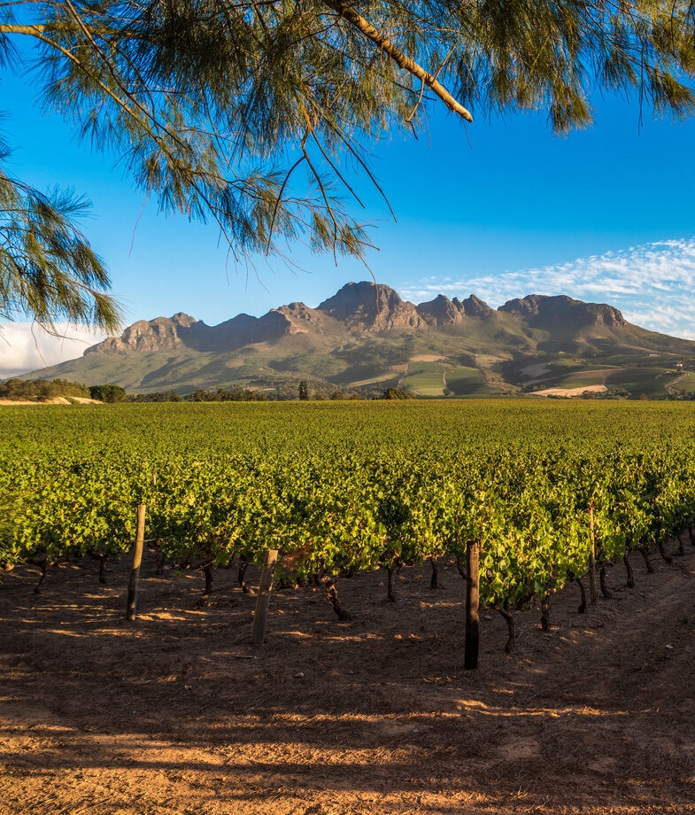 A wine tasting among the vineyards of South Africa’s Winelands and a selection of cheeses sampled during a tasting in Australia’s Barossa Valley.