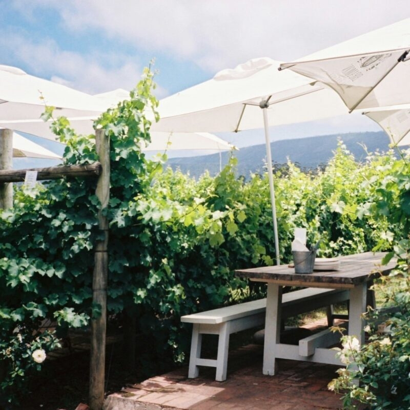 An outdoor wooden table under white umbrellas situated directly next to lush green vineyard rows and distant hills.