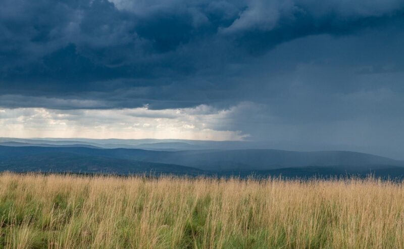 A field of tall yellow grass in the foreground with dark, heavy rain clouds over layered blue hills in the distance.