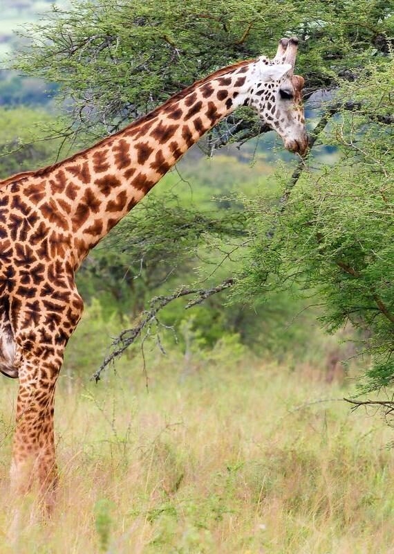 A giraffe eating leaves from a green tree in a grassy field.
