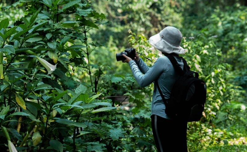 A person with a camera and backpack photographs white flowers in the lush green Bwindi Impenetrable Forest.