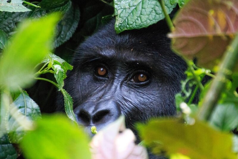 Close-up of a mountain gorilla peering through green leaves in the Bwindi Forest of Uganda.
