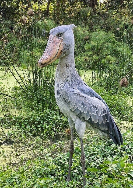 A large grey shoebill stork with a distinct bulbous beak stands in a green marsh with papyrus plants.