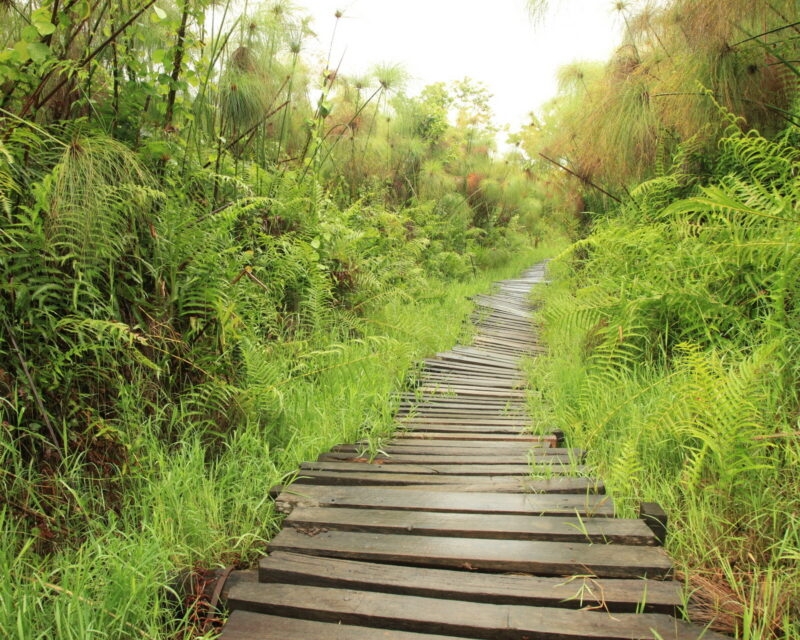 A narrow wooden plank walkway leading through thick green ferns and papyrus plants in Bigodi Swamp Wetlands.