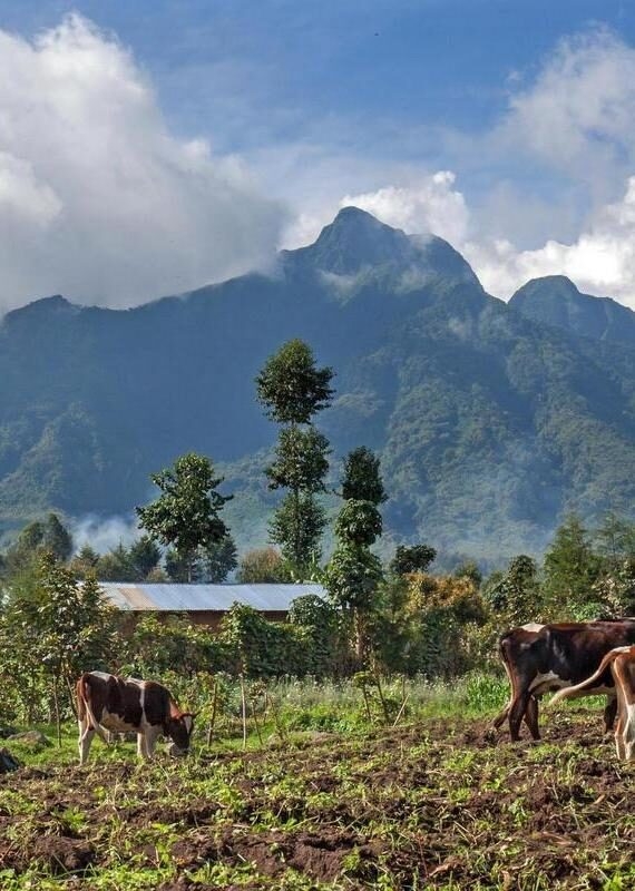 Cattle grazing in a rural field with the large, forested slopes of Mount Sabinyo rising behind them.
