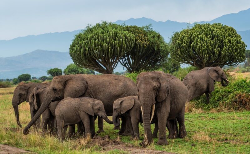A herd of elephants with young calves standing in a grassy field with large succulent trees in the background.
