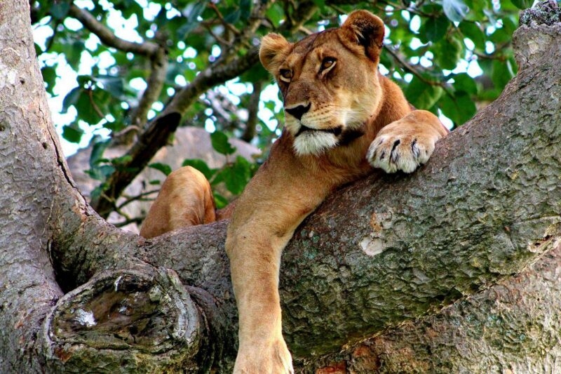A lioness lounging on a sturdy tree limb, looking off to the side with green leaves in the background.
