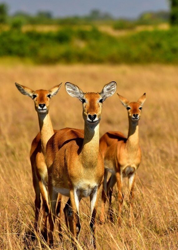 Three reddish-brown antelopes with white eye rings standing together in a sunlit field of dry grass.